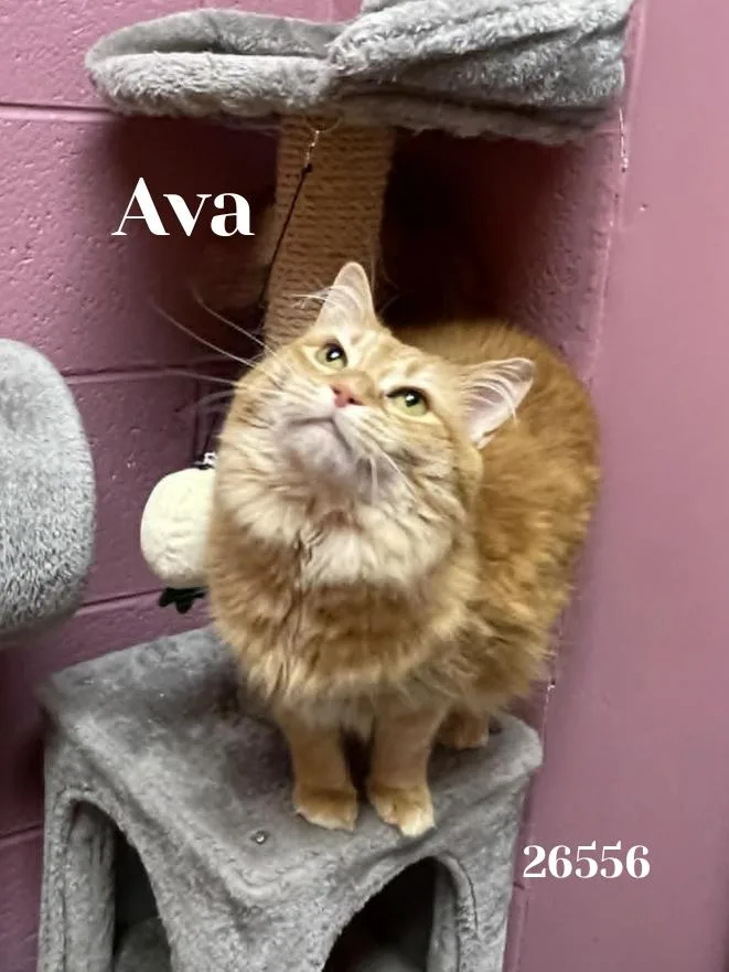 Ava