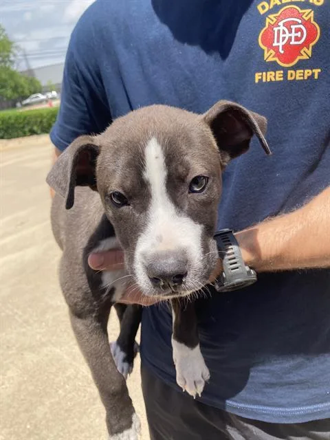 A baby large-sized female Mixed Breed dog named Lola for adoption in Dallas, TX