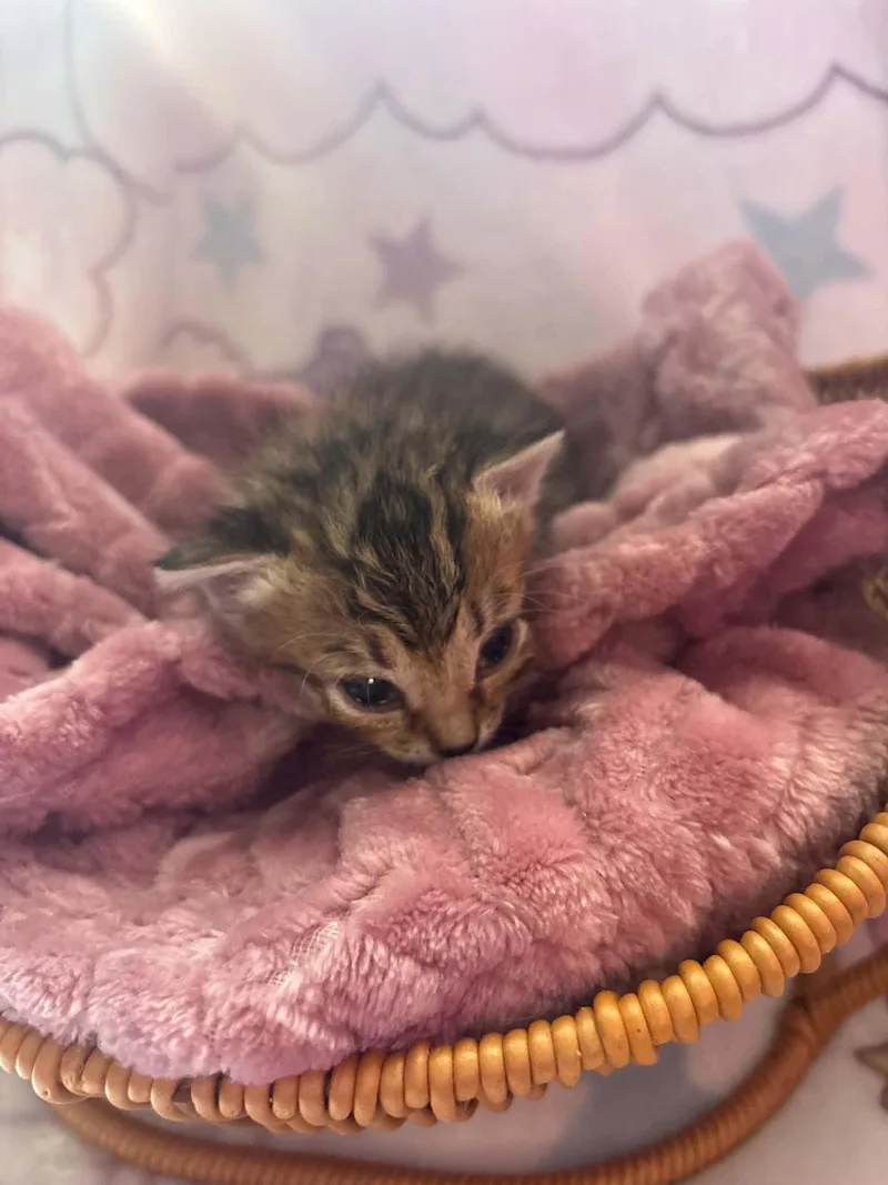 A baby small-sized female Domestic Short Hair cat named Waverly for adoption in Randolph, AL