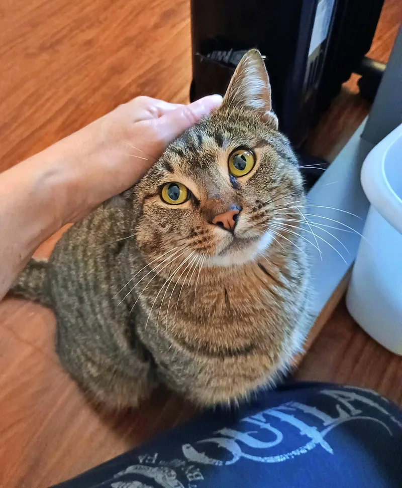 An adult medium-sized male Tabby cat named Monkey   Offered for adoption in Hillsboro, OR