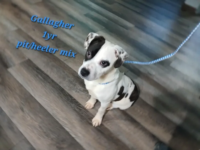 Gallagher thumbnail 2