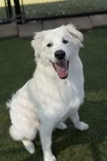 A young large-sized male Great Pyrenees dog named Goofy for adoption in Croydon, NH