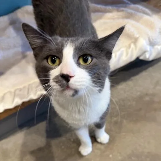 An adult medium-sized male Gray / Blue / Silver Domestic Short Hair cat named Smokey for adoption in Bentonville, AR