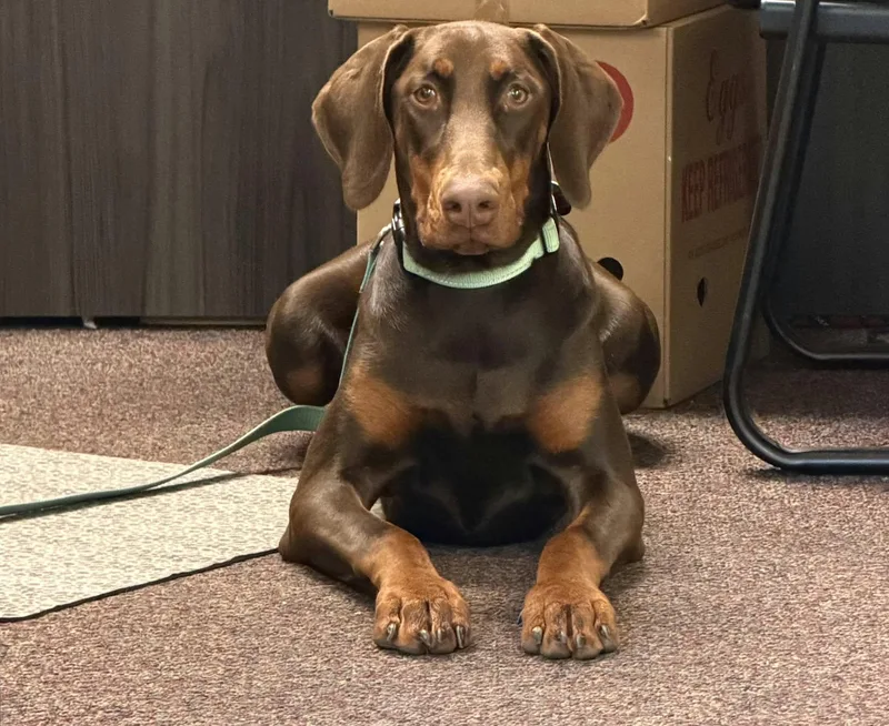 A baby large-sized female Doberman Pinscher dog named Kallie for adoption in St. Clairsville, OH