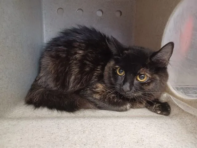 A young medium-sized female Domestic Short Hair cat named Mocha for adoption in Lancaster, CA