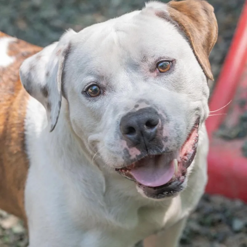 An adult large-sized male White / Cream Mixed Breed dog named Cable for adoption in Decatur, GA