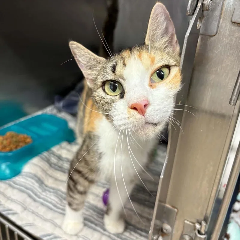 A young small-sized female Calico Domestic Short Hair cat named Splint for adoption in Stephenville, TX