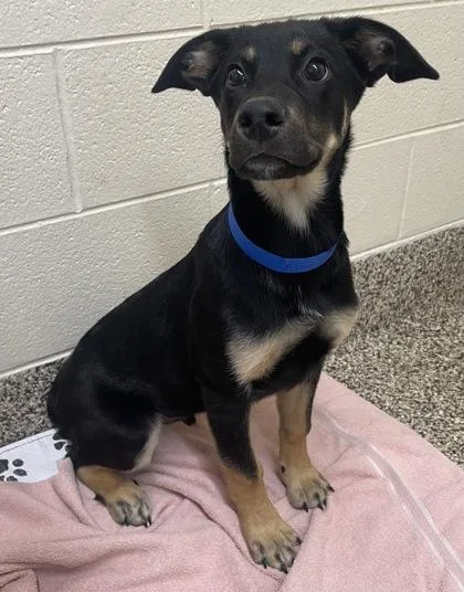 A baby medium-sized male German Shepherd Dog dog named Duke for adoption in Westland, MI