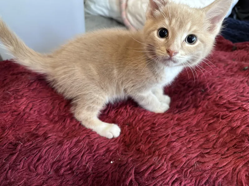 A baby small-sized male Domestic Short Hair cat named Dune for adoption in Bethel Park, PA