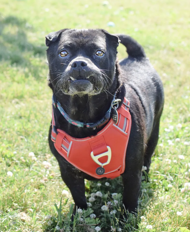 An adult medium-sized female Black Shar-Pei dog named Evie for adoption in Pontiac, MI