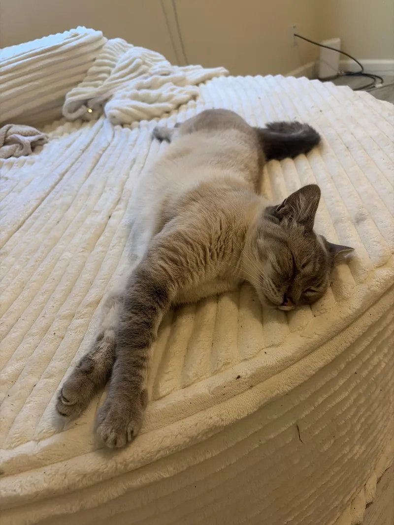 Blanca