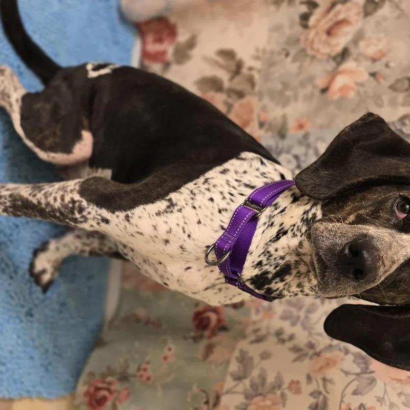 An adult large-sized female Tricolor (Brown, Black, & White) Plott Hound dog named Dixie for adoption in Keyser, WV