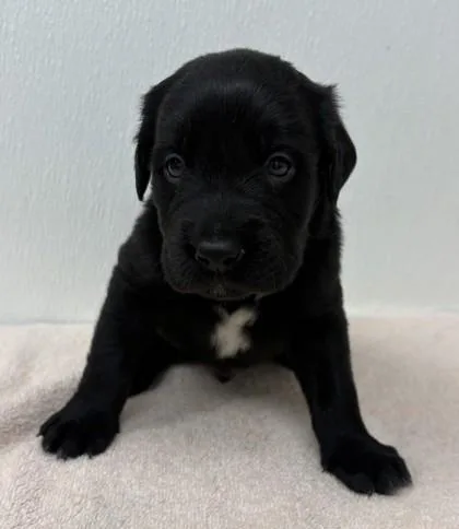 A young large-sized male Labrador Retriever dog named Tortilla for adoption in Phoenix, AZ