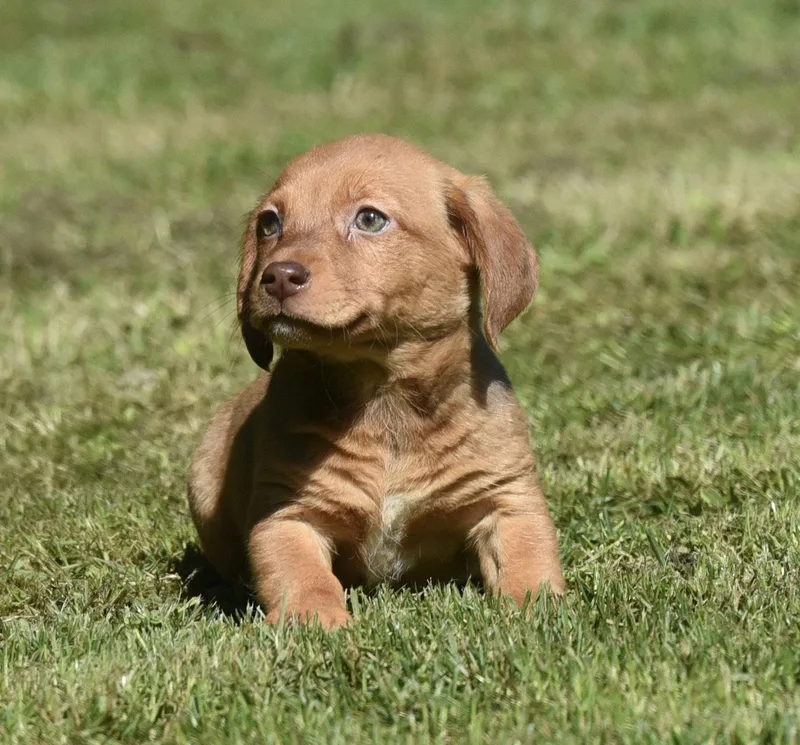 A baby small-sized female Dachshund dog named Fern for adoption in Mechanicsburg, PA