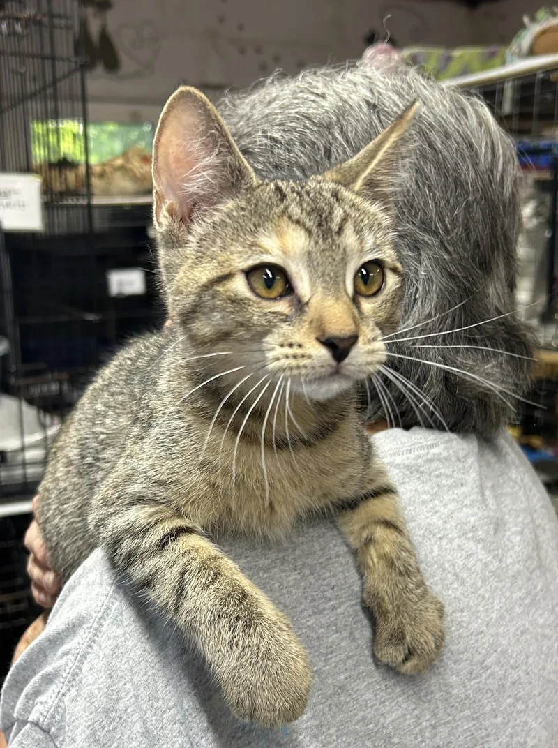 A baby small-sized female Tabby (Brown / Chocolate) Domestic Short Hair cat named Shelly for adoption in Avon Lake, OH