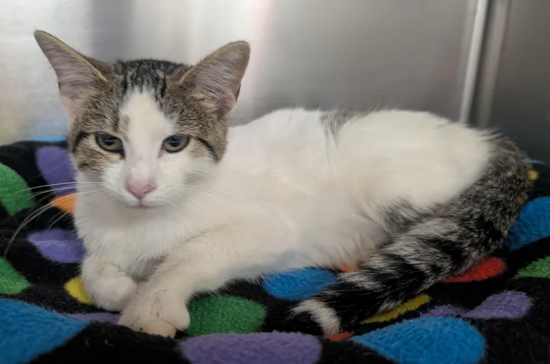 A young small-sized female Domestic Short Hair cat named Blada for adoption in New Ulm, MN