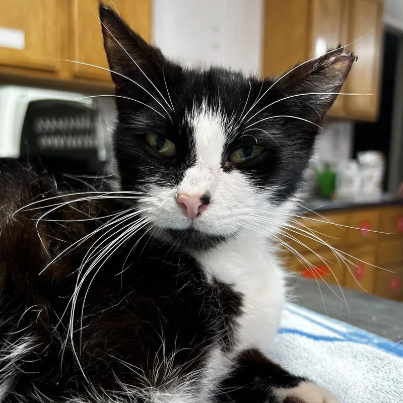 A young medium-sized female Black Domestic Short Hair cat named Natanya for adoption in Leander, TX