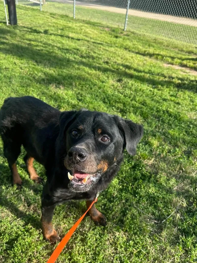 Big Papa thumbnail 2