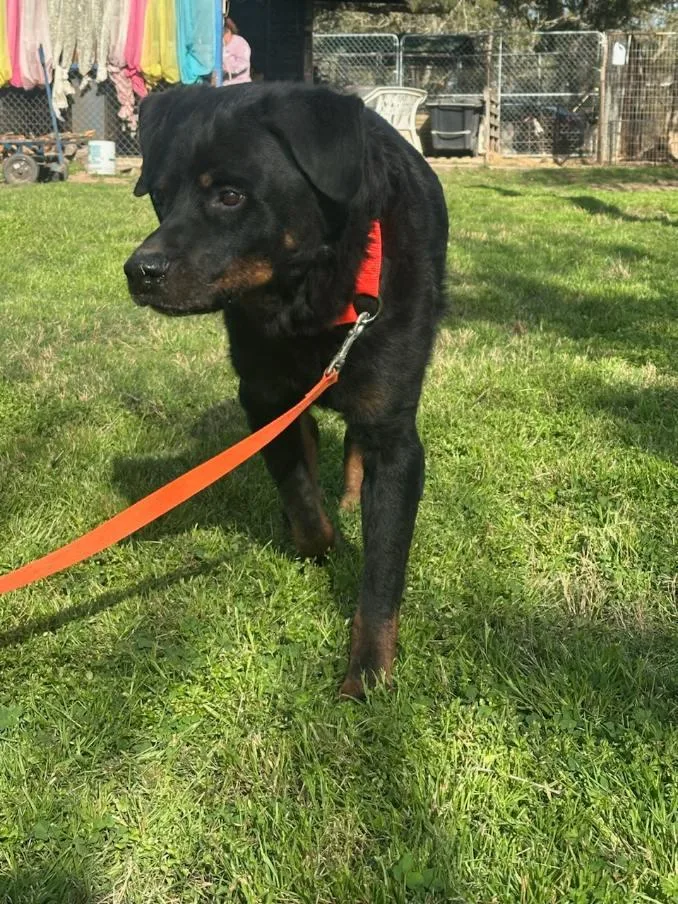 Big Papa thumbnail 3