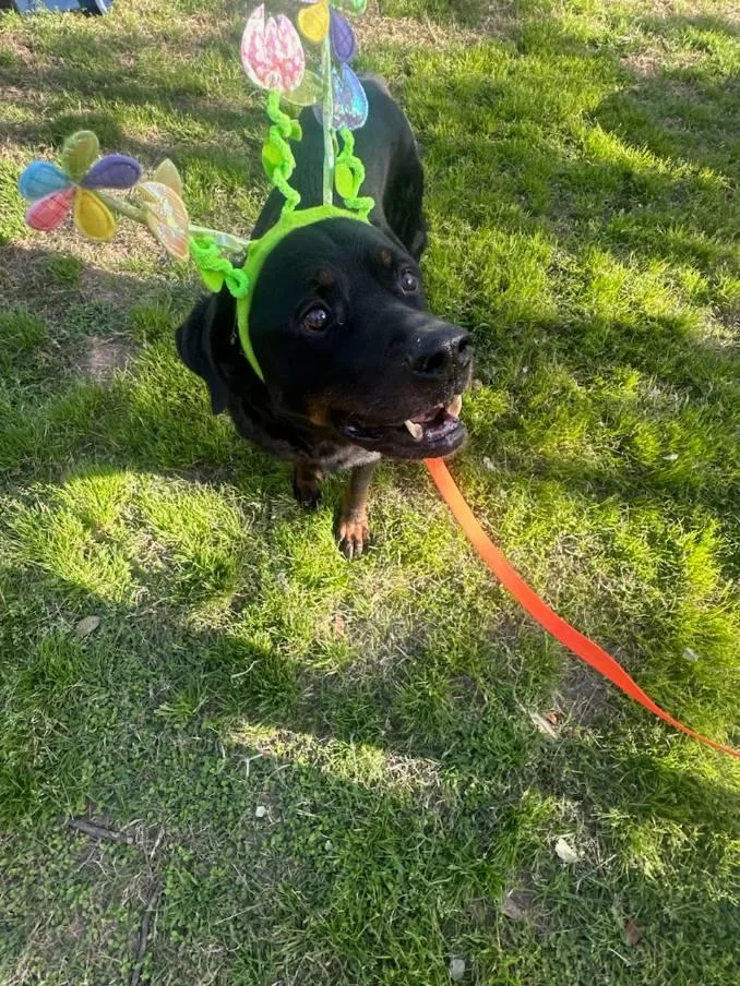 Big Papa thumbnail 4