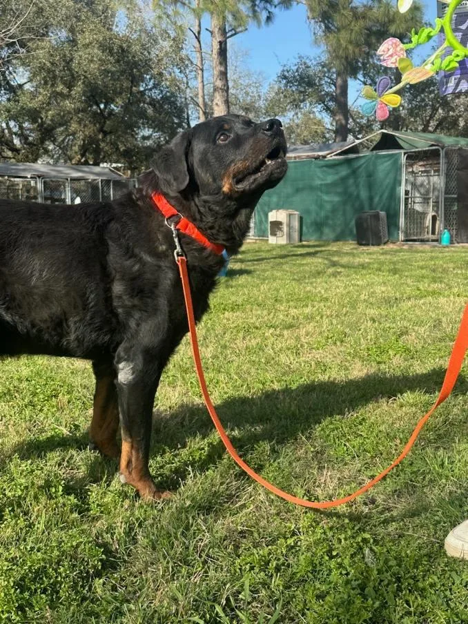 Big Papa thumbnail 5