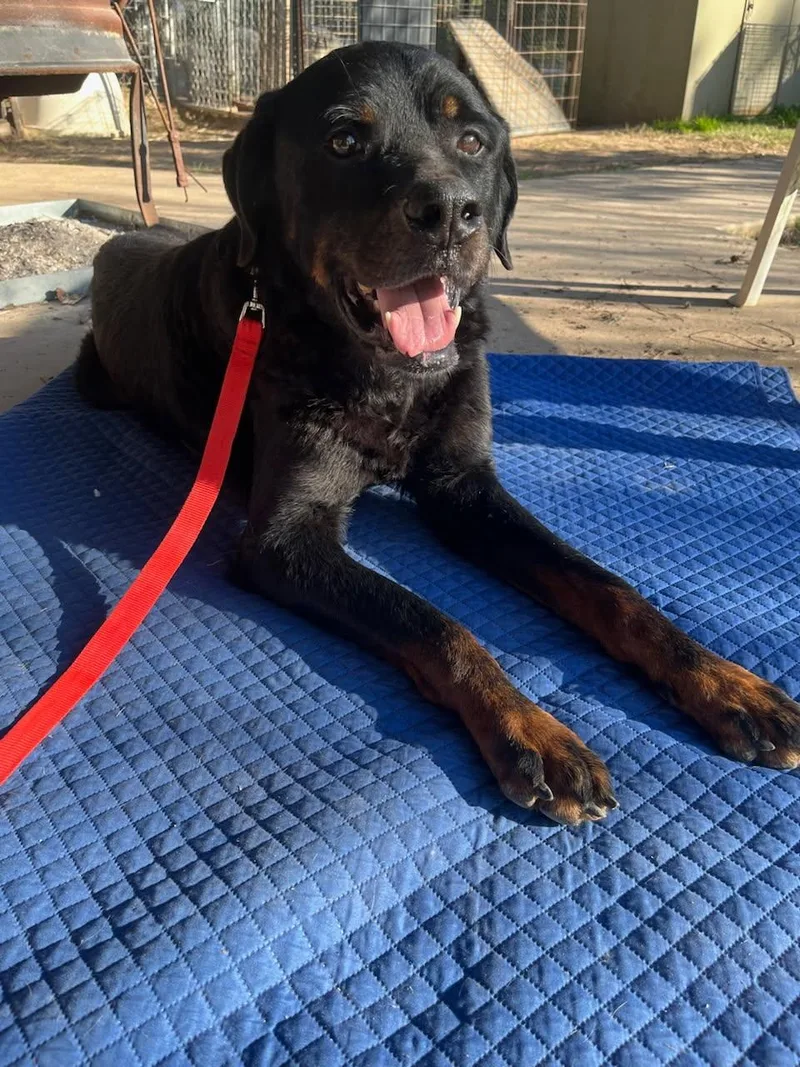 Big Papa thumbnail 6