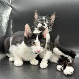 A baby medium-sized female Tuxedo cat named Oreo for adoption in Walnut Creek, CA