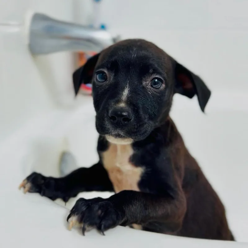 A baby small-sized female Black Mixed Breed dog named Salem for adoption in Jacksonville Beach, FL