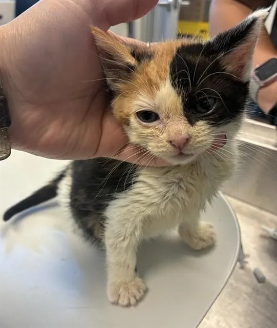 A baby small-sized female Domestic Short Hair cat named Judy for adoption in Haw River, NC