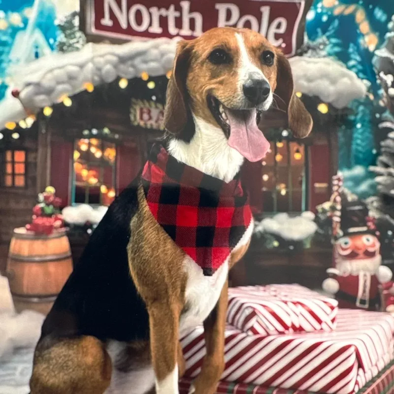 An adult small-sized female American Foxhound dog named Fossey for adoption in Chapel Hill, NC
