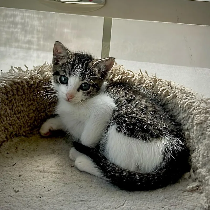 A baby small-sized female Gray / Blue / Silver Domestic Medium Hair cat named Ivy for adoption in San Pablo, CA