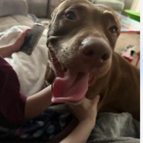 A young large-sized female Chocolate Labrador Retriever dog named Remy for adoption in Twin lakes, WI