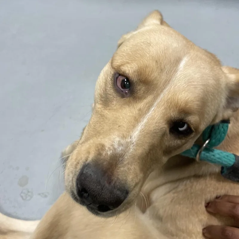 An adult large-sized female Yellow / Tan / Blond / Fawn Labrador Retriever dog named Roxy for adoption in Philadelphia, PA