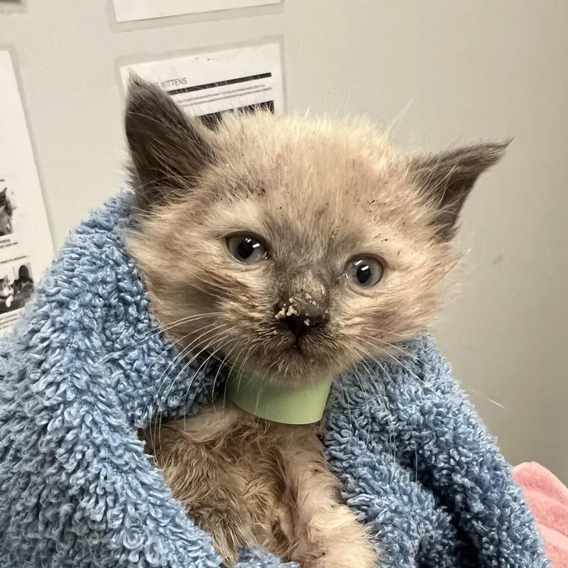 A young medium-sized male Domestic Short Hair cat named Miffy for adoption in Jacksonville, FL