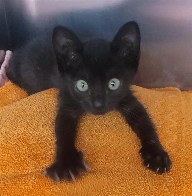 A baby small-sized male Domestic Short Hair cat named Monkey for adoption in Fairfield, CA