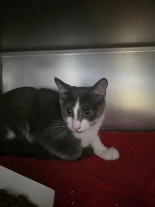 A baby small-sized male Domestic Short Hair cat named Grayson for adoption in Madison, NJ