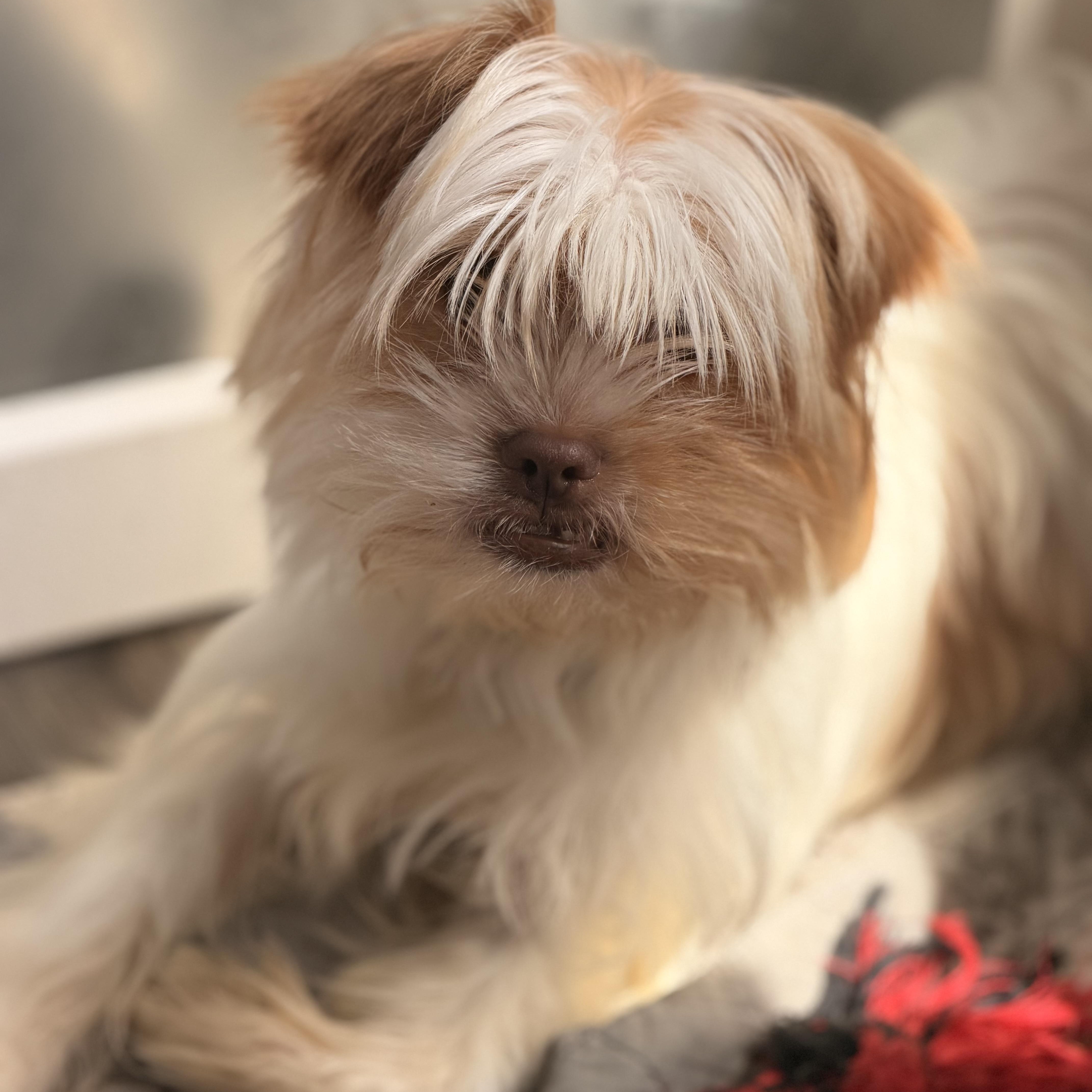 A young small-sized female Apricot / Beige Shih Tzu dog named Luna for adoption in Wilmington, IL