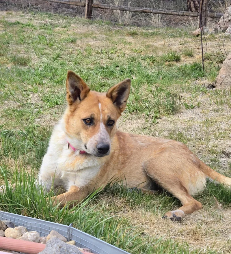 Foxy