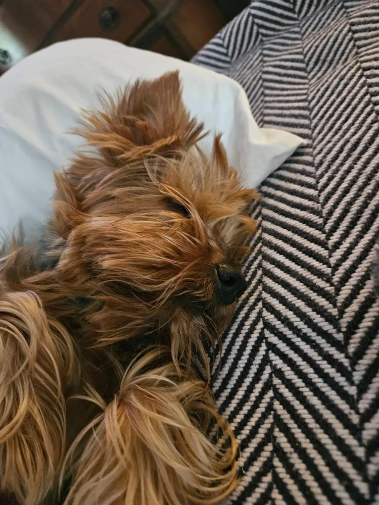 An adult small-sized male Yorkshire Terrier dog named Bear for adoption in Plymouth, MN