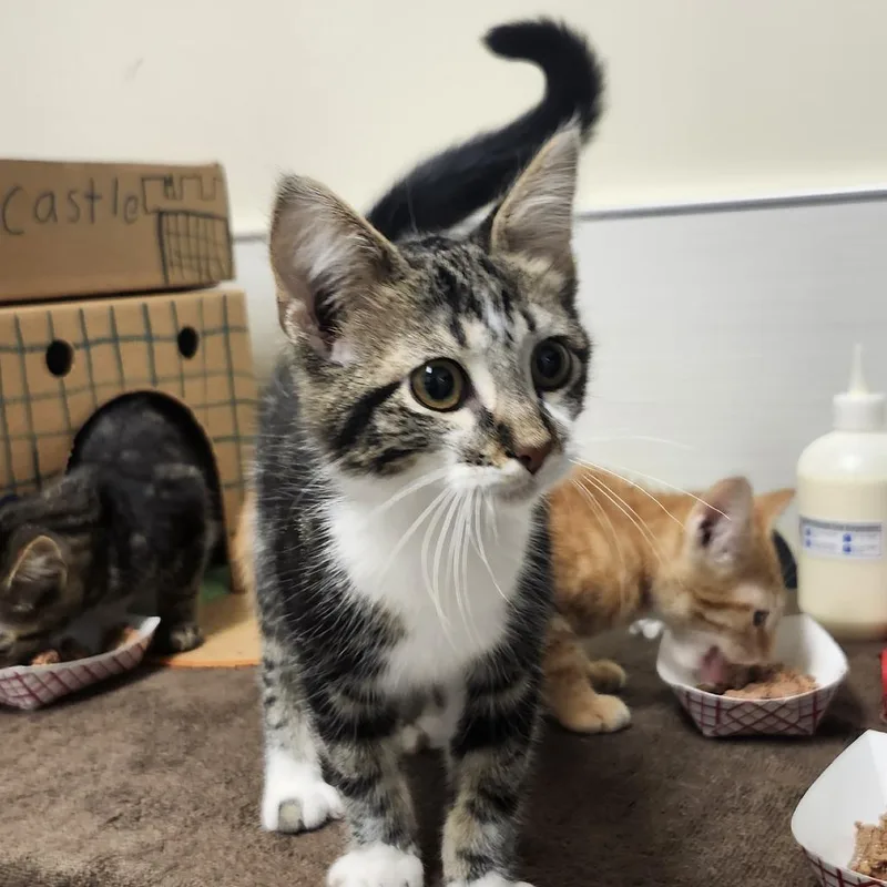 A baby small-sized male Brown / Chocolate Domestic Short Hair cat named Piccolo for adoption in Novelty, OH