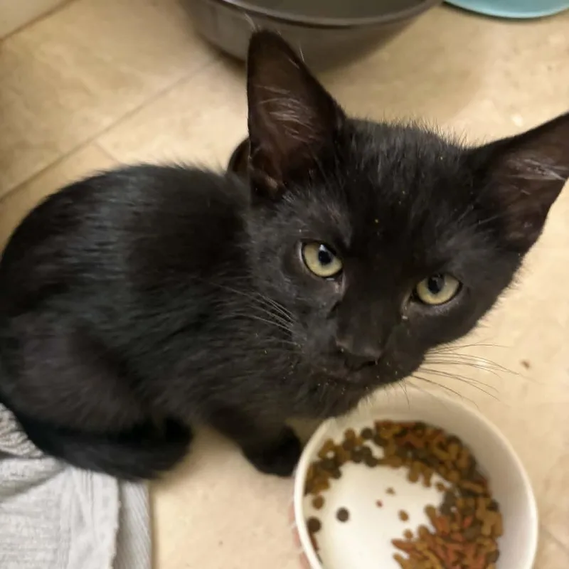 A baby small-sized female Black Domestic Short Hair cat named Little Foot Hansen for adoption in Eagle Mountain, UT