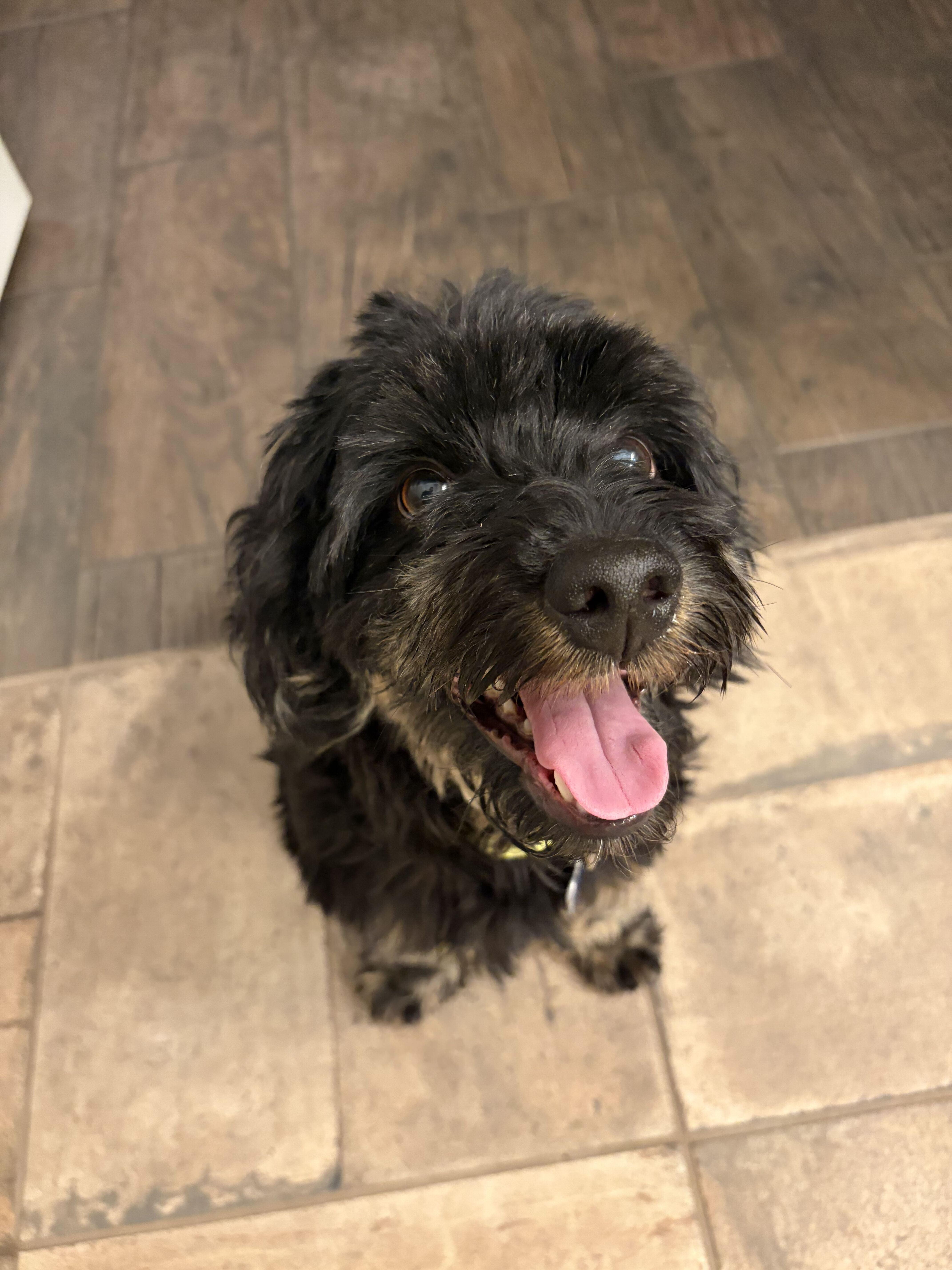 An adult small-sized male Black Cockapoo dog named Louie Suds for adoption in Garland, TX