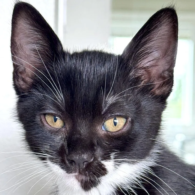 A baby small-sized male Black Domestic Short Hair cat named Picasso for adoption in Woodinville, WA