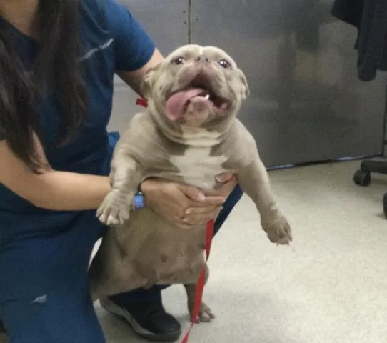 An adult medium-sized female French Bulldog dog named Miss Piggy for adoption in Riverside, CA