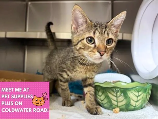 A baby small-sized male Domestic Short Hair cat named Turbo for adoption in Fort Wayne, IN