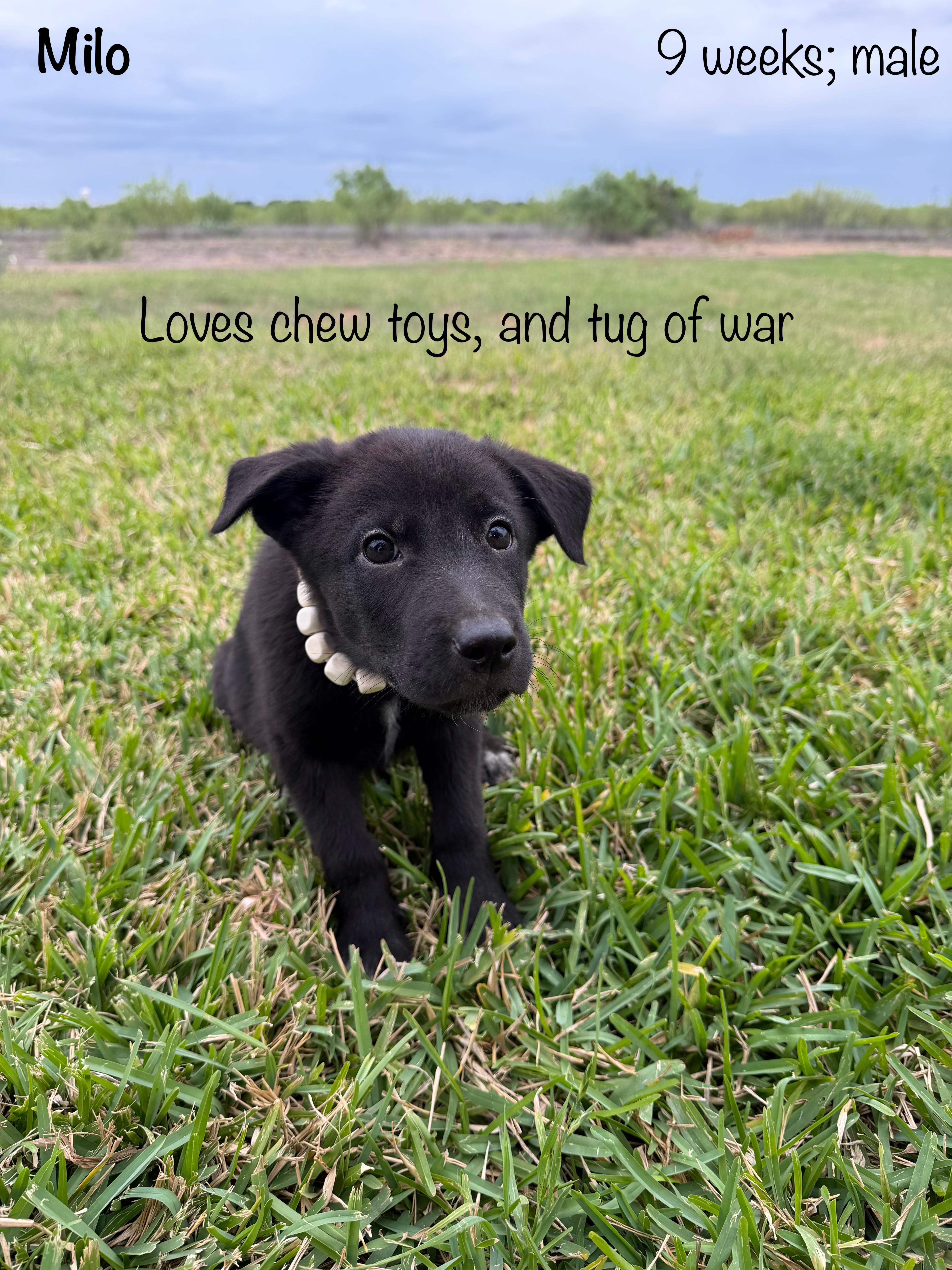 A baby large-sized male Black Black Labrador Retriever dog named Milo for adoption in Paramus, NJ