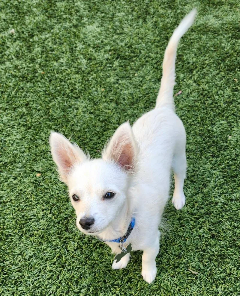 A baby small-sized male Chihuahua dog named Tater Tot for adoption in Manhattan Beach, CA