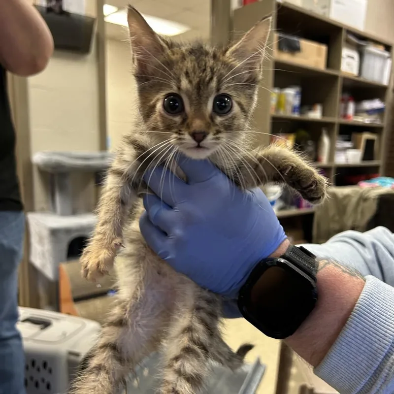 A baby small-sized female Torbie Domestic Short Hair cat named Nyla for adoption in Birmingham, AL