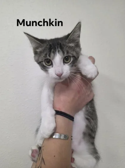 A baby small-sized male Domestic Short Hair cat named Munchkin for adoption in Aberdeen, SD