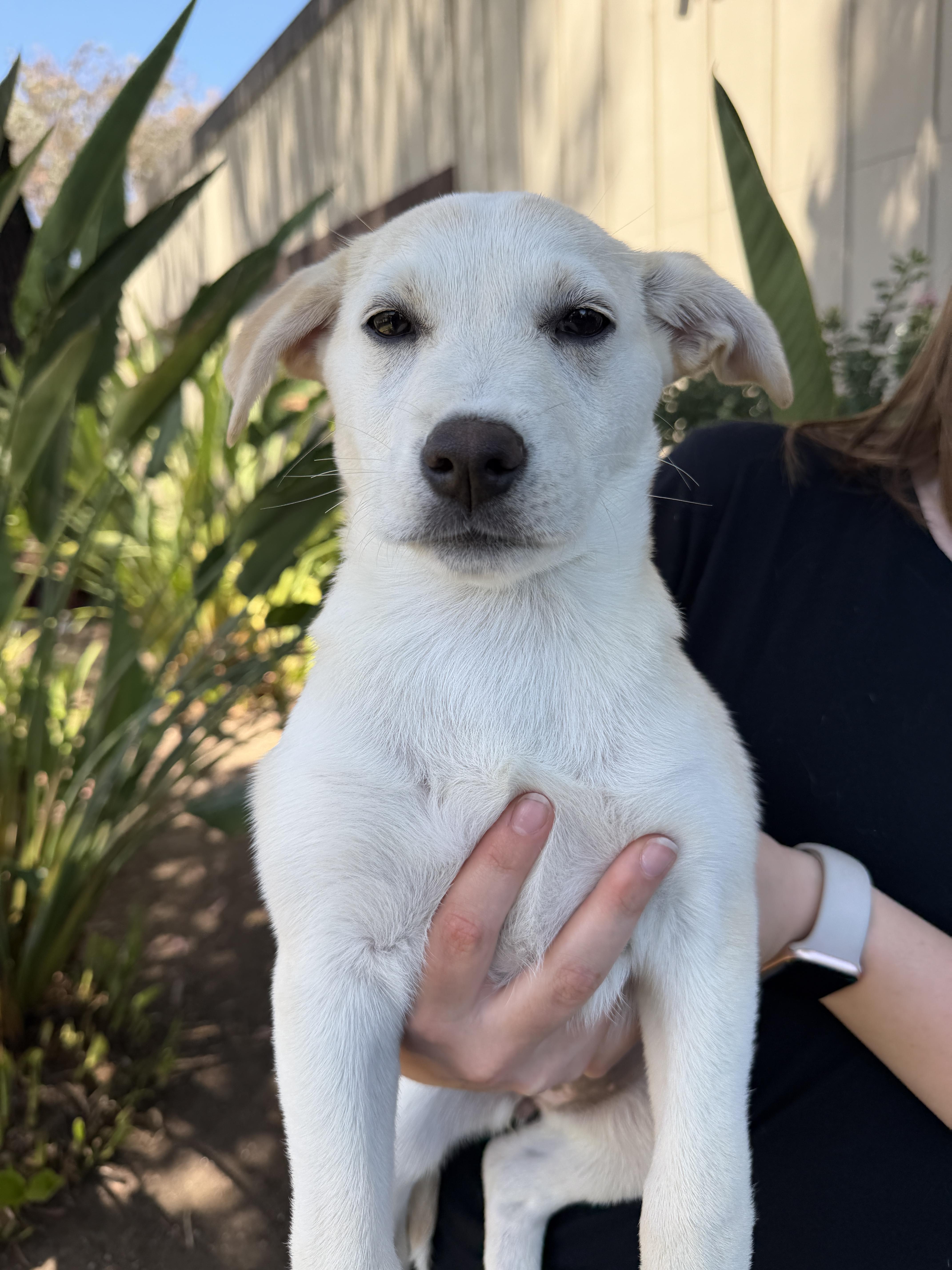 A baby medium-sized female Labrador Retriever dog named Carp for adoption in San Diego, CA